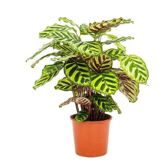 Pfauen-Korbmarante Calathea Makoyana – Zimmerpflanze – Ø17cm – ↕55cm – Exotische Blattpflanze mit dekorativem Muster – Luftreinigend & pflegeleicht – Für Wohn- und Arbeitsräume 