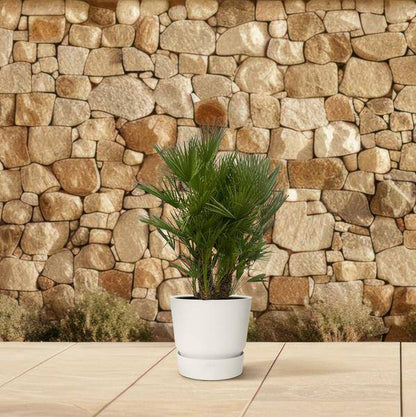 Chamaerops Humilis – Zwergpalme – mehrstämmig – Mediterrane Zimmer- und Gartenpflanze – Ø45cm – ↕180cm 