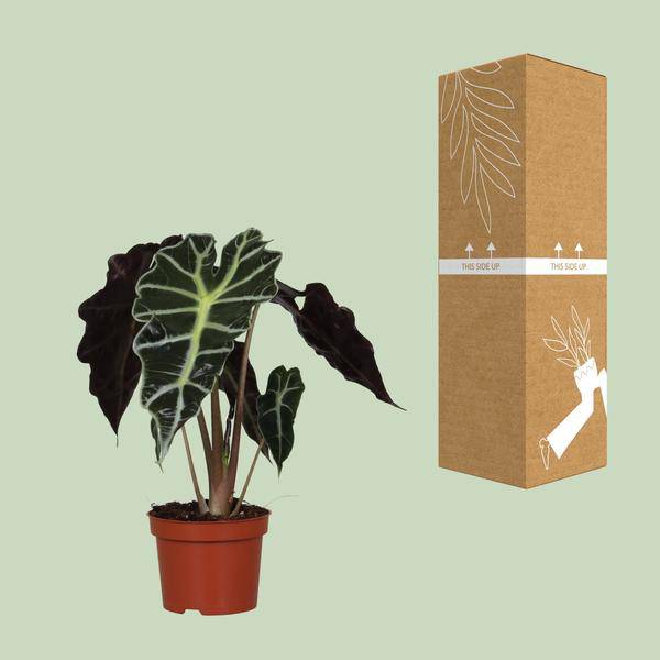 Pfeilblatt - Alocasia Amazonica Polly - Zimmerpflanze - Ø12cm - ↕30cm 