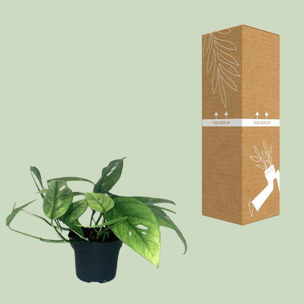 Efeutute - Epipremnum Cebu Blau - Zimmerpflanze - Ø12cm - ↕20cm 