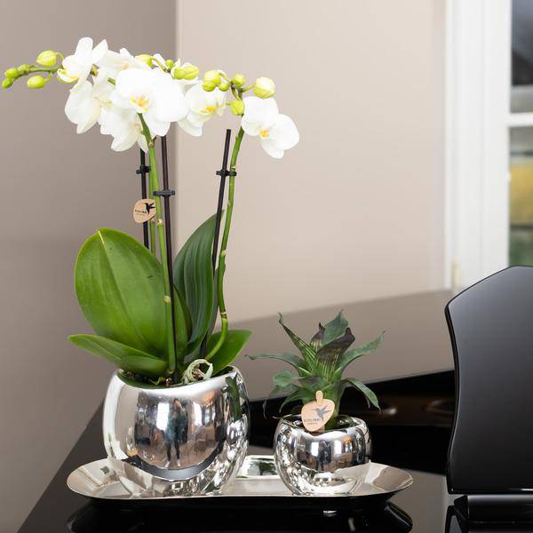 Ovales Tablett – Silber – Ø30cm – Dekoschale aus Metall – Für Pflanzen, Orchideen & Wohnaccessoires – Stilvolle Pflanzunterlage 