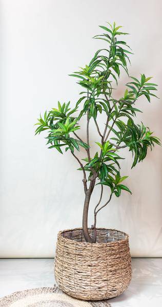 Kunstpflanze - Dracaena - Drachenbaum - 190 cm 
