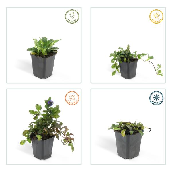 Kriechender Günsel Ajuga reptans – 6 Pflanzen – ↕10-25cm – Ø9cm – Bodendecker – Halbschatten & Schatten – Blühend & pflegeleicht 