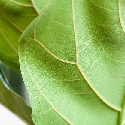 Ficus Lyrata – Geigen-Feige Zimmerpflanze – ca. 80cm hoch – Ø21cm – große dekorative Blätter – inkl. Seegras Korb Sofia Natur 