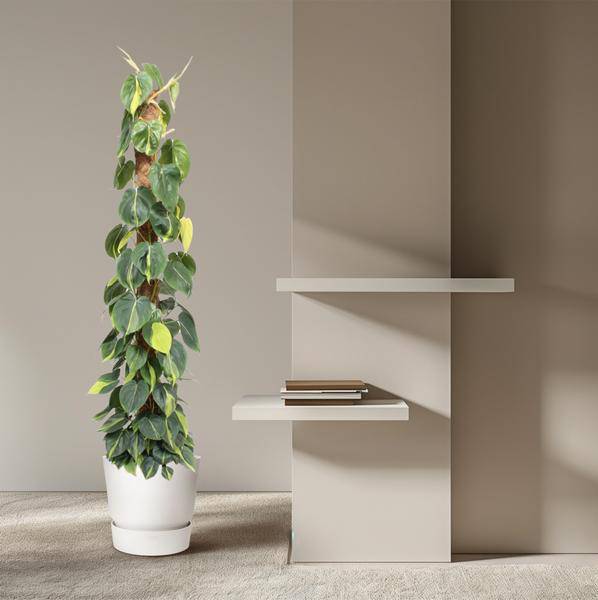 Baumfreund – Philodendron Scandens Brasil 150cm – Ø27cm – Kletterpflanze mit Moosstock – Herzförmige Blätter – Pflegeleichte Zimmerpflanze für Wohnzimmer, Büro & Wintergarten 