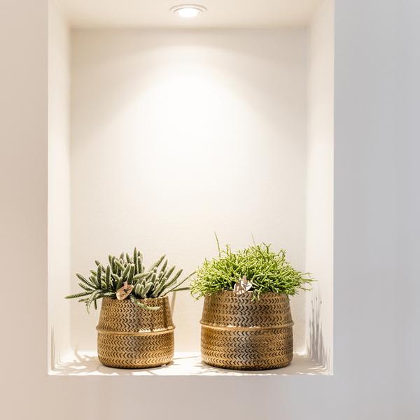 Pflanzenset mit 3 Sukkulenten – Inkl. Keramik-Ziertöpfe – Ø9 cm Topf – Pflegeleichtes Mini-Set für Fensterbank, Schreibtisch & Regal – Stilvolle Dekopflanzen für Zuhause & Büro 