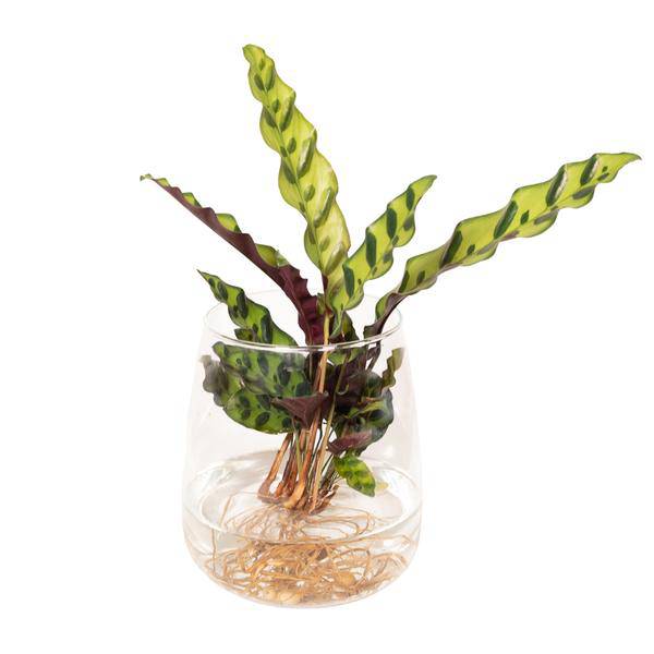 Korbmarante Calathea Insignis – Hydroponische Zimmerpflanze im Kingston-Glas – Ø12cm – 30cm Höhe – grünes dekoratives Laub – pflegeleicht & blütenfrei 