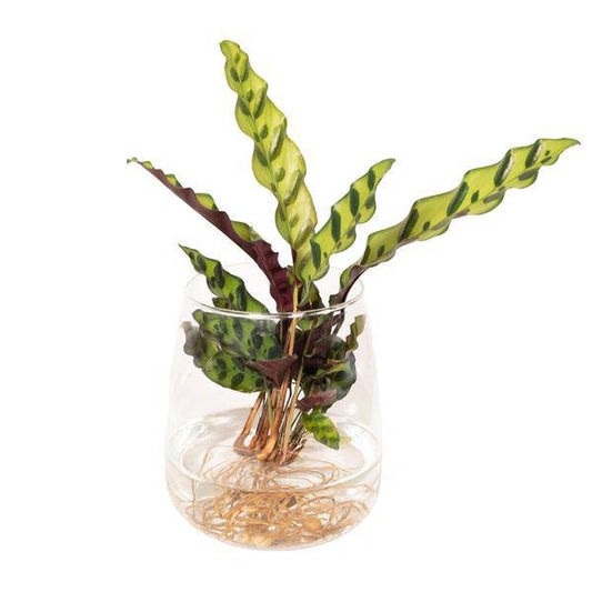 Korbmarante Calathea Insignis – Hydroponische Zimmerpflanze im Kingston-Glas – Ø12cm – 30cm Höhe – grünes dekoratives Laub – pflegeleicht & blütenfrei 