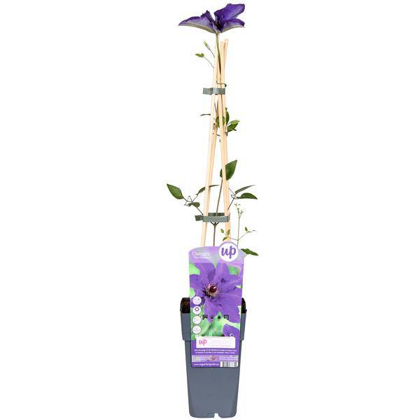 Waldrebe – Clematis 'The President' – Ø15cm – ↕65cm – Kletterpflanze mit lila Blüten – ideal für Pergolen, Zäune & Rankhilfen 