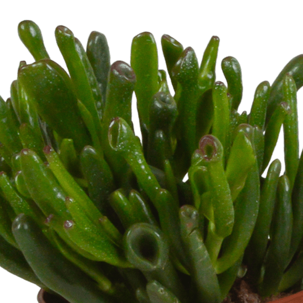 Dickblatt - Crassula - Mix - 10,5 cm - 3 Stück + Topf 