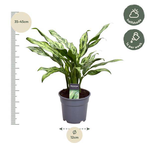 Aglaonema Juliette – Kolbenfaden – Zimmerpflanze – Tropische Blattschmuckpflanze – Pflegeleicht – Exotische Dekopflanze – ↕40cm – Ø12cm 