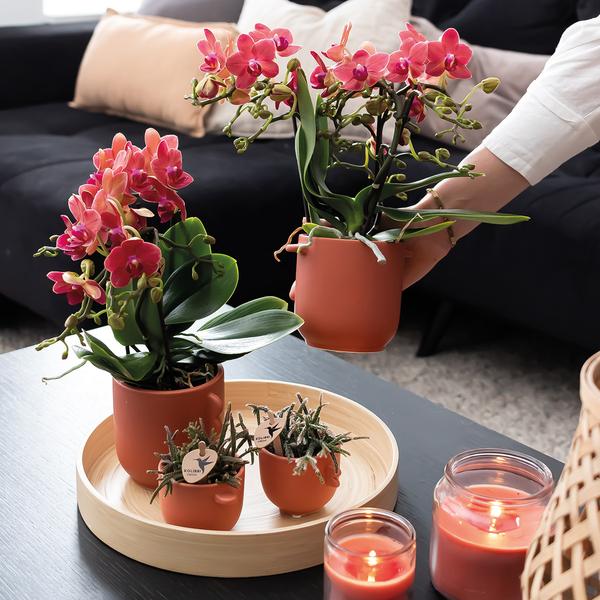 Rote Phalaenopsis Orchideen - Kongo - Topfgröße Ø9cm - blühende Zimmerpflanze - 2 Stück 