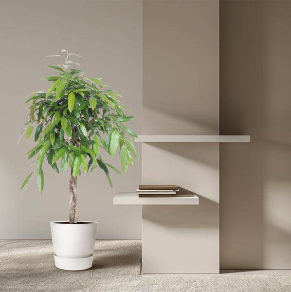 Ficus Amstel King – Schmalblättriger Gummibaum – 140 cm hoch – Ø30 cm – Zimmerpflanze mit geflochtenem Stamm – Pflegeleicht & luftreinigend – Ideal für Wohnzimmer & Büro 