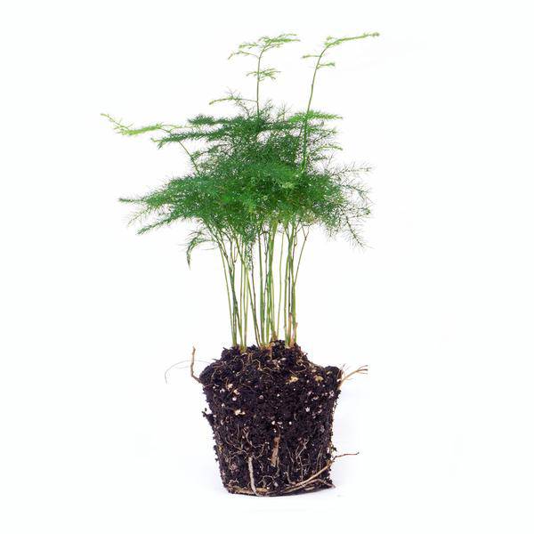 Zierspargel - Asparagus Setaceuse Plumosus - Terrarienpflanze - Topfgröße 6 