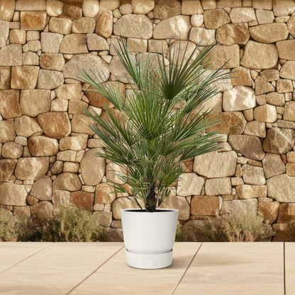 Grüne Zwergpalme – Chamaerops Humilis 150cm – Ø30cm – Europäische frostbeständige Palme – Mediterrane Zimmer- & Gartenpflanze für Innen- und Außenbereiche 