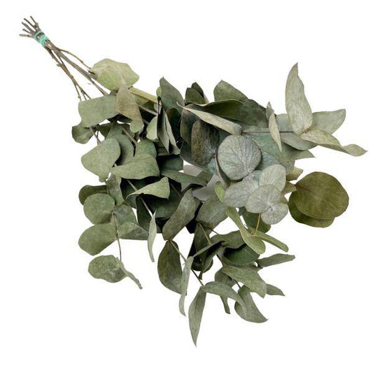 Getrocknete Blumen – Eukalyptus Cinerea – 6 Stück – ↕50cm – Dekorative Trockenblumen Zweige in Grau-Grün – Langlebig & pflegeleicht – Vase Tisch DIY Deko 