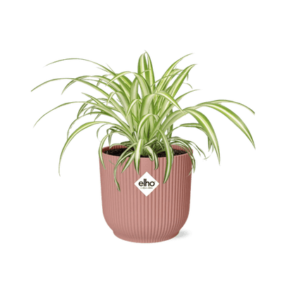 Grünlilie - Chlorophytum Comosum Variegatum - Zimmerpflanze + Topf Vibes Fold 14cm Rosa 