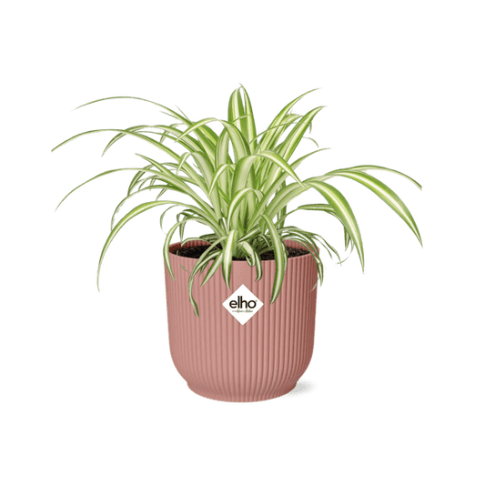 Grünlilie - Chlorophytum Comosum Variegatum - Zimmerpflanze + Topf Vibes Fold 14cm Rosa 
