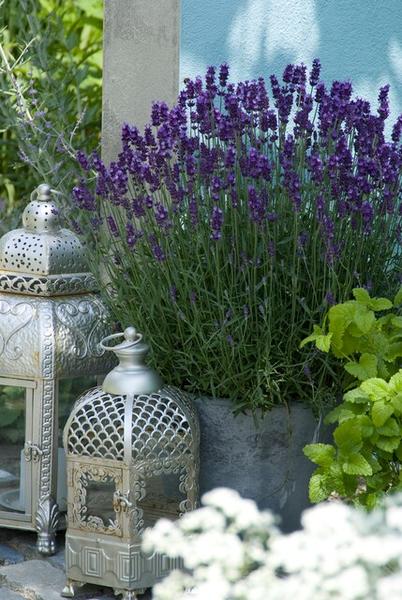 Lavender Lavandula 'Hidcote' – 6 Pflanzen – Reich blühender Lavendel – ↕10-25cm – Ø9cm – pflegeleicht & sonnig 
