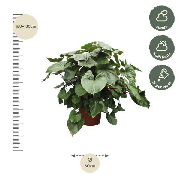 Herzblatt Homalomena Rubescens Maggy – 170cm hoch – Ø60cm – Tropische Zimmerpflanze mit großen herzförmigen Blättern – Pflegeleicht & dekorativ – Für Wohnzimmer, Büro & Innenräume 