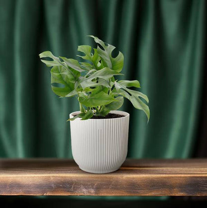 Fensterblatt - Monstera Minima - Zimmerpflanze - Ø12cm - ↕25cm 