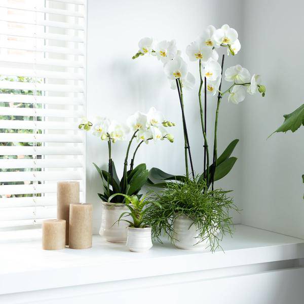 Weiße Phalaenopsis Orchidee Juwel Gent – Blühende Zimmerpflanze – Ø12cm – Elegante weiße Blüten – Perfekt für Zuhause & Büro 