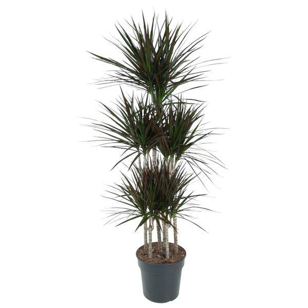 Drachenbaum – Dracaena Magenta Karussell 150cm – Ø31cm – Zimmerpflanze mit grünen Blättern & magentafarbenem Rand – Tropische pflegeleichte Dekopflanze für Wohnzimmer, Büro & Wintergarten 