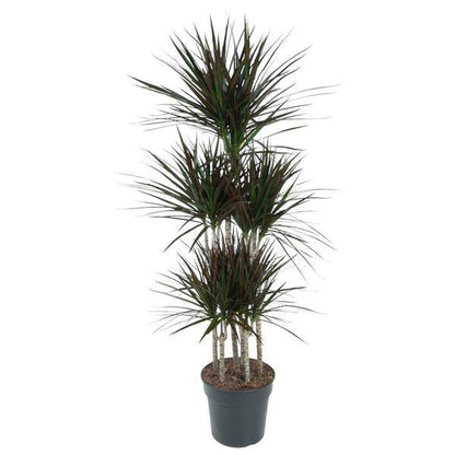 Drachenbaum – Dracaena Magenta Karussell 150cm – Ø31cm – Zimmerpflanze mit grünen Blättern & magentafarbenem Rand – Tropische pflegeleichte Dekopflanze für Wohnzimmer, Büro & Wintergarten 
