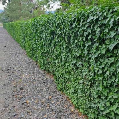 Großblättriger Irischer Efeu Hedera hibernica – Kletterpflanze & Bodendecker – Ø9cm – ↕10-25cm – 6 Pflanzen – pflegeleicht & robust 