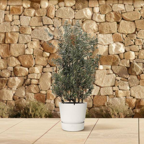 Olivenbaum - Olea Europaea Strauch - 225cm - Ø50cm 