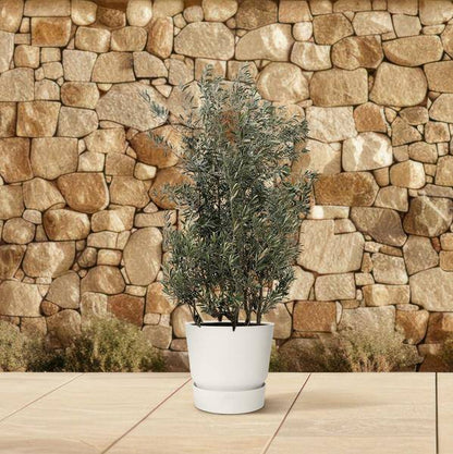Olivenbaum - Olea Europaea Strauch - 225cm - Ø50cm 