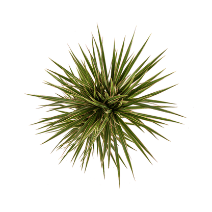 Drachenbaum - Dracaena Marginata Bicolor - Zimmerpflanze - Ø17cm - ↕60cm – Elegant & pflegeleicht 