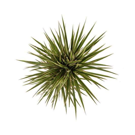 Drachenbaum - Dracaena Marginata Bicolor - Zimmerpflanze - Ø17cm - ↕60cm – Elegant & pflegeleicht 
