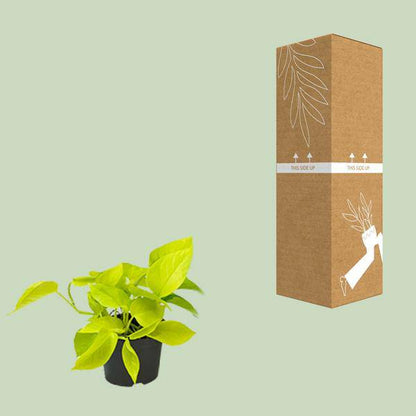Efeutute Epipremnum Golden Pothos – Ø12cm x H15cm – Herzförmige Blätter mit goldgelber Zeichnung – Pflegeleichte Zimmerpflanze – Für Halbschatten 