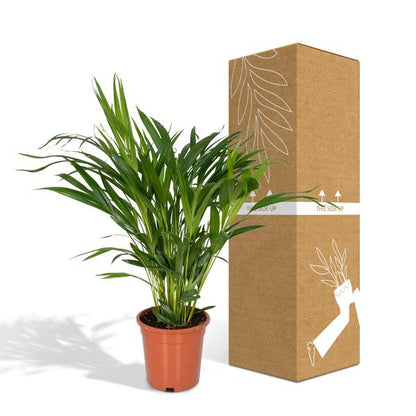 Goldfruchtpalme – Dypsis Lutescens – Areca Palme – Zimmerpflanze – Ø17cm ↕60cm – Luftreinigend – Tropisches Flair – Pflegeleicht – Halbschatten 