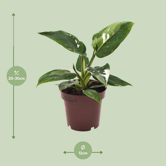 Baumfreund - Philodendron White Princess - Zimmerpflanze - Ø12cm - ↕25cm 
