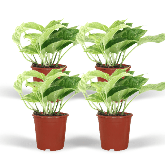 Efeutute - Epipremnum Marble Queen - Ø12cm - ↕15cm - 4 Stück 