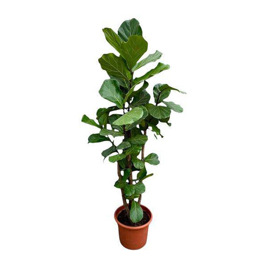Geigen-Feige – Ficus Lyrata – Zimmerpflanze 220cm – Ø40cm – XXL-Designpflanze mit großen geigenförmigen Blättern – Exklusive Kübelpflanze für Wohnzimmer, Büro & Wintergarten – Pflegeleicht 