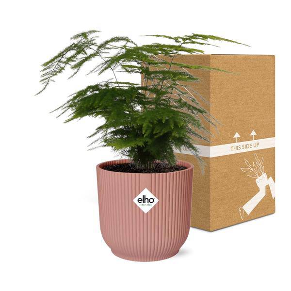 Feder-Spargel Asparagus Setaceus Plumosus – Zimmerpflanze Ø12cm inkl. Ziertopf Vibes Fold Rosa Ø14cm – Pflegeleichter Spargelfarn mit luftreinigenden Eigenschaften – Dekorative Grünpflanze für Wohnzimmer, Büro & Schlafzimmer 