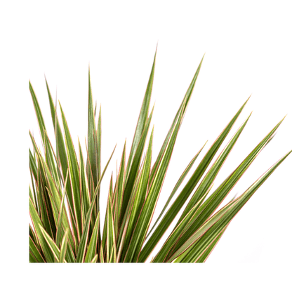 Drachenbaum - Dracaena Marginata Bicolor - Zimmerpflanze - Ø17cm - ↕60cm – Elegant & pflegeleicht 