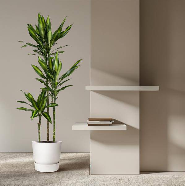 Drachenbaum – Dracaena Cintho 160cm – Ø24cm – Elegante Zimmerpflanze mit zweifarbigen Blättern – Tropische Grünpflanze für Wohnzimmer, Büro & Innenräume 