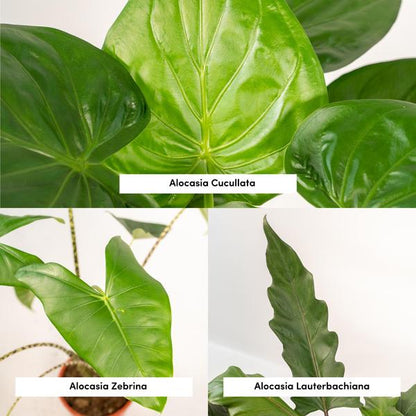 Alocasia Zebrina - Ø19cm - ↕75cm + Alocasia Cucullata - Ø19cm - ↕60cm + Alocasia Lauterbachiana - Ø19cm - ↕75cm 