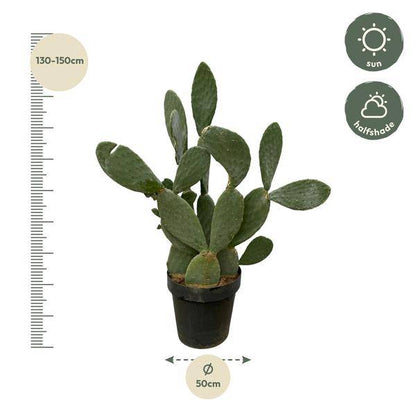 Opuntia Ficus Indica – Feigenkaktus – Große Zimmer- & Gartenpflanze – ↕140cm – Ø50cm – Pflegeleichter Kaktus mit gelben Blüten – Sukkulente für sonnige Standorte 
