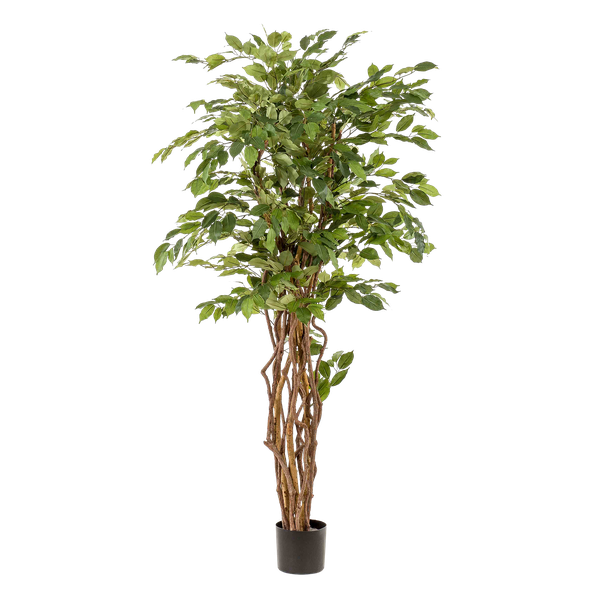 Ficus Liana – Künstliche Zimmerpflanze – ↕170 cm – Realistische Stiefmütterchen-Pflanze – Dekoration für Wohnzimmer, Flur & Wintergarten 