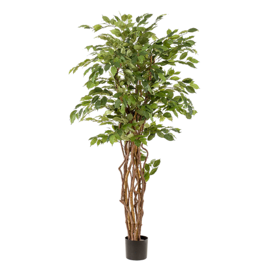 Ficus Liana – Künstliche Zimmerpflanze – ↕170 cm – Realistische Stiefmütterchen-Pflanze – Dekoration für Wohnzimmer, Flur & Wintergarten 