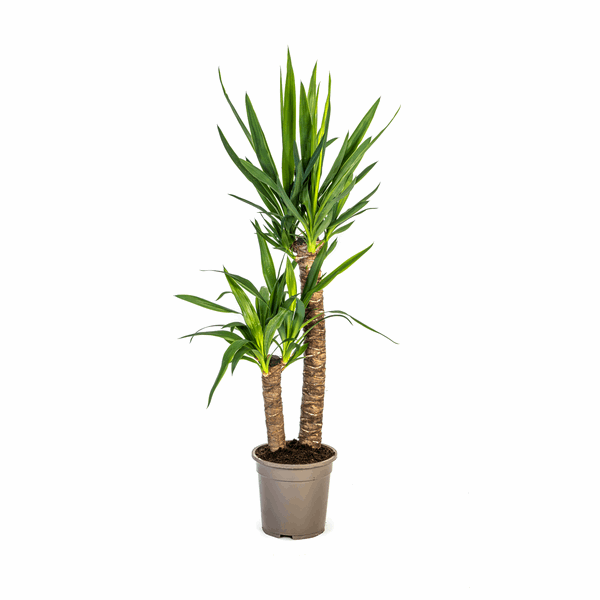 Yucca Elephantipes – Riesen-Palmlilie – Zimmerpflanze Ø19cm ↕70-90cm – Robust & pflegeleicht – Exotisch & dekorativ 