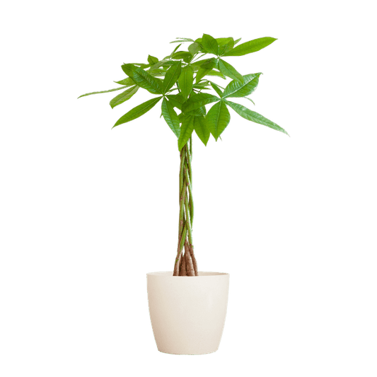 Pachira Aquatica Geldbaum Glückskastanie ca. 80cm mit geflochtenem Stamm im weißen Viber Biotopf Ø21cm – Zimmerpflanze für Wohnung Büro Wohnzimmer 