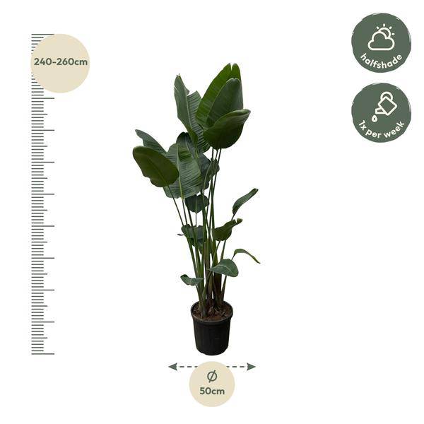 Strelitzia Nicolai – Baumstrelitzie – Zimmerpflanze 250cm – Ø50cm – Weißer Paradiesvogel mit großen grünen Blättern – Exotische Zimmer- & Kübelpflanze – Für helle Innenräume 