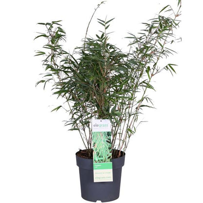 Schirmbambus - Fargesia rufa - Ø23cm - ↕80cm 