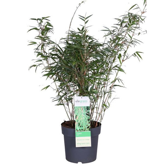 Schirmbambus - Fargesia rufa - Ø23cm - ↕80cm 